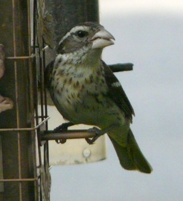 Lawrencetown, Annapolis County, NS - July 22, 2013 - female