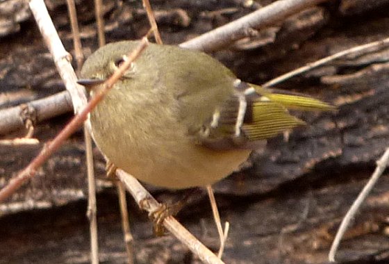 Patagonia Lake State Park, AZ - Jan. 5, 2011