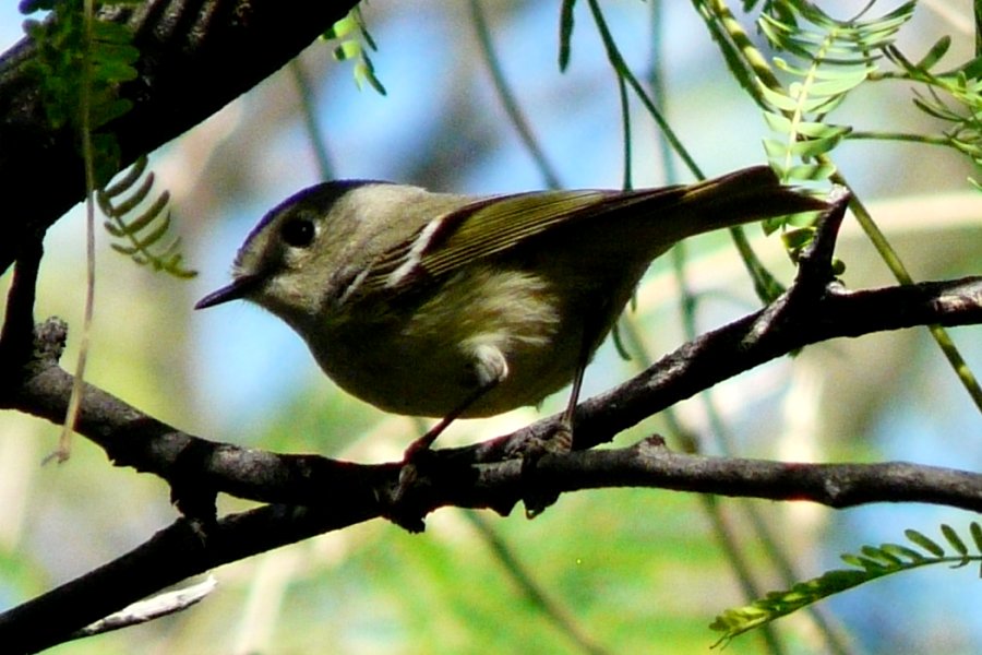 Agua Caliente Park, E of Tucson, AZ - Mar. 18, 2016