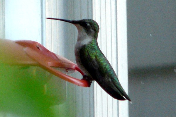 Tremont, NS - Jul. 11, 2013 - female