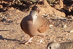 Gilbert Water Ranch, Gilbert, AZ - Dec. 25, 2010