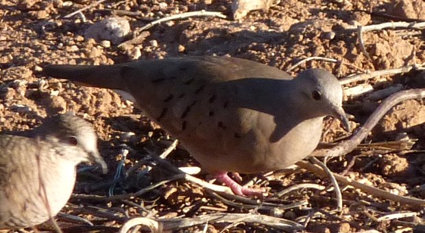 Gilbert Water Ranch, Gilbert, AZ - Dec. 25, 2010