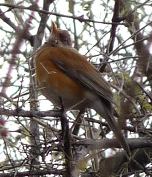 Patagonia Lake State Park, AZ - Jan. 5, 2011
