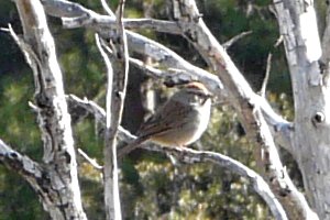 Mount Ord, AZ - Mar. 29, 2013