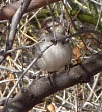 Canoa Road Rest Area, I19, AZ - Jan. 4, 2011