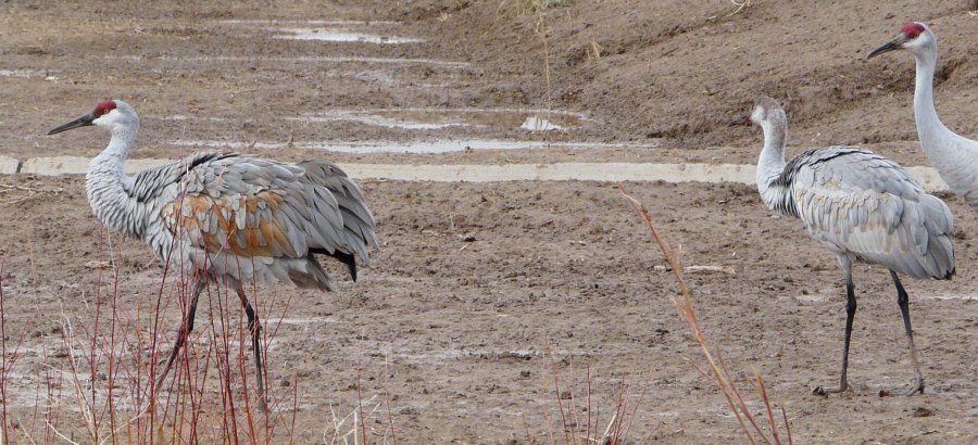 Bosque del Apache, NM - Dec. 20, 2011 - family group, young between parents