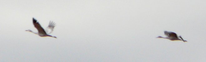 Bosque del Apache, NM - Dec. 20, 2011 - flying