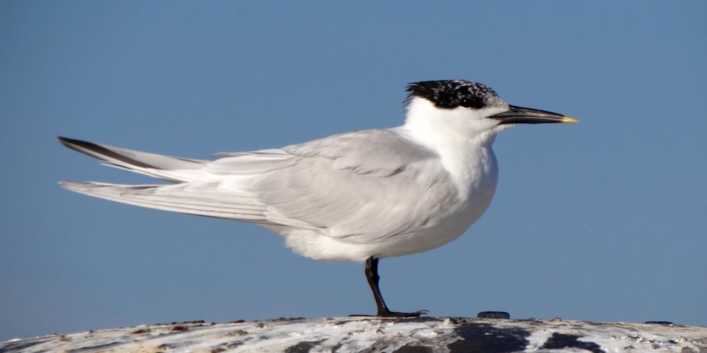 Dennis Point Wharf, Lower West Pubnico, NS - Jul. 13, 2016 - breeding adult molting to winter plumage
