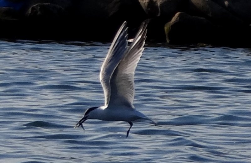 Dennis Point Wharf, Lower West Pubnico, NS - Jul. 13, 2016 - breeding adult molting to winter plumage, fishing