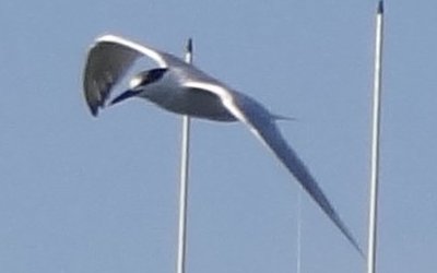 Dennis Point Wharf, Lower West Pubnico, NS - Jul. 13, 2016 - breeding adult molting to winter plumage, in flight