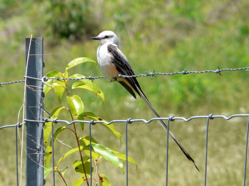 c. Ozark, AR - May 20, 2010