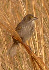 Blackwater NWR Wildlife, MD - May 22, 2011