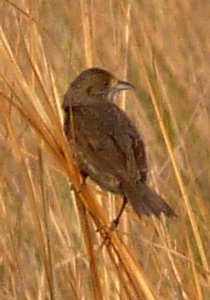 Blackwater NWR Wildlife, MD - May 22, 2011