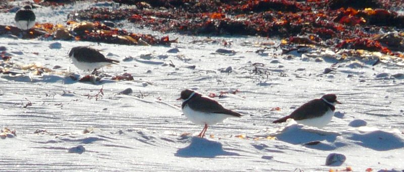 Daniel's Head, Cape Sable Island, NS - Jul. 23, 2015 - breeding adults