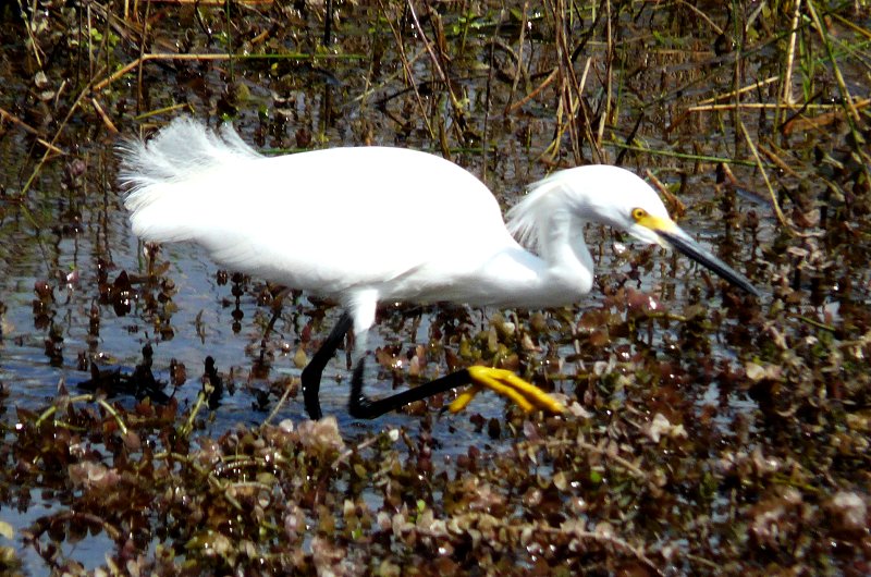 Anhinga Trail, Everglades National Park, FL - Jan. 12, 2013