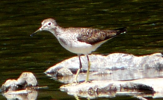Britannia Conservation Area, Ottawa, ON - Aug. 22, 2012