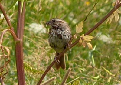Fletcher Wildlife Garden, Ottawa, ON - Aug. 1, 2010