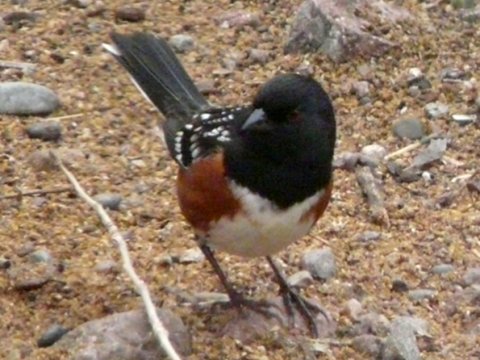 Bosque del Apache NWR, NM - Dec. 20, 2011