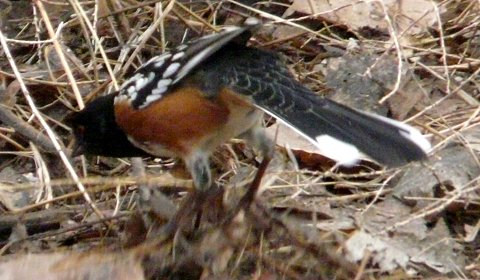 Bosque del Apache NWR, NM - Dec. 20, 2011