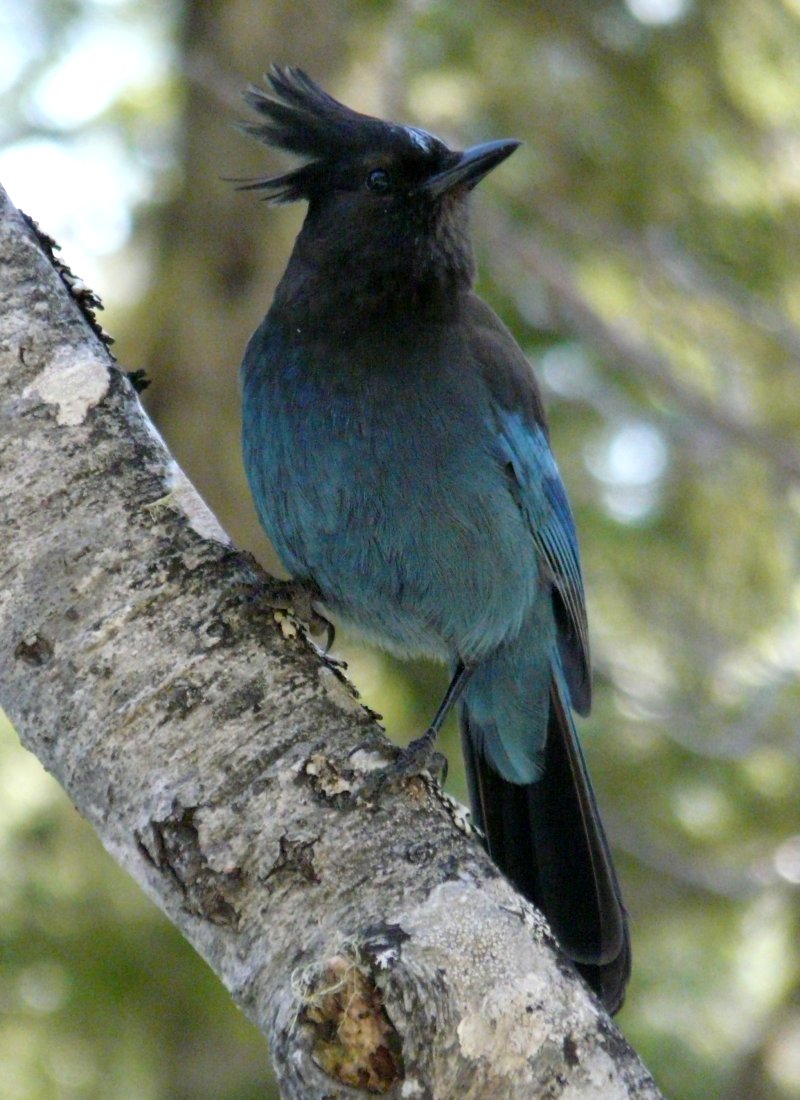 Mount Ranier National Park, WA - May 6, 2013 - Pacific race