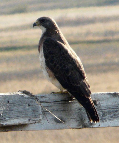 Range Road 3063, S of Chaplin, SK - May 17, 2013