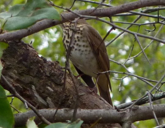 Hilda Street Feeders, Shirleys Bay, ON - Oct. 2, 2011