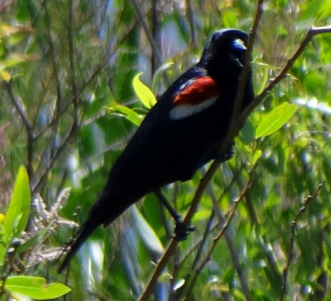 Jacumba, CA - Apr. 22, 2013 - male