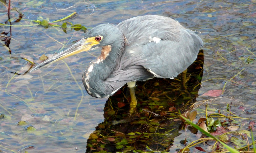 Anhinga Trail, Everglades National Park, FL - Jan. 12, 2013
