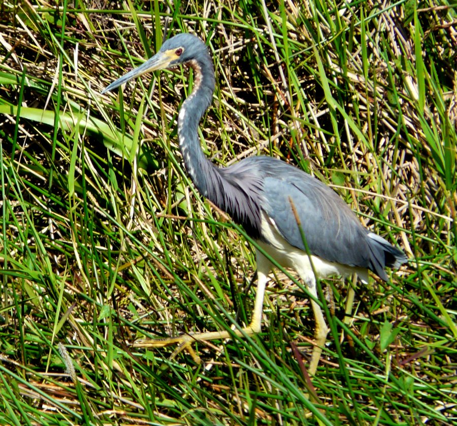 Anhinga Trail, Everglades National Park, FL - Jan. 12, 2013