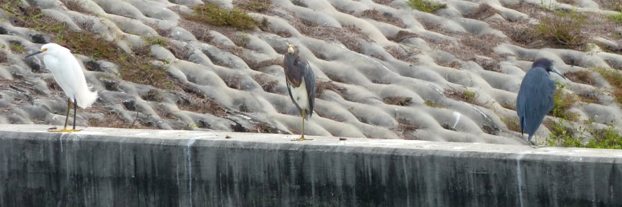 Ackerman Park, Sarasota, FL - Jan. 15, 2013 - with Snowy Egret (left) and Little Blue Heron (right)