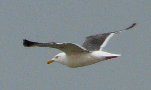 Tijuana Slough National Wildlife Refuge, Seacoast Drive Beach Trail, CA - Apr. 24, 2013