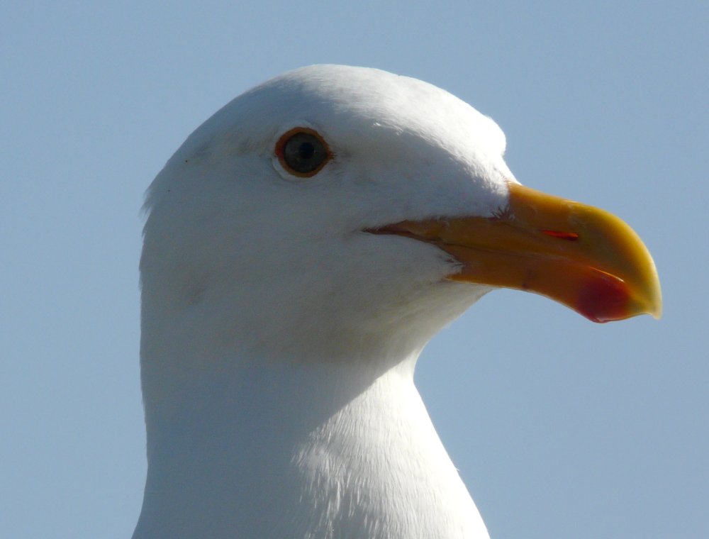 Piedras Blancas Elephant Seal Rookery, Highway 1, NW of San Simeon, CA - Apr. 28, 2013 - adult breeding plumage head