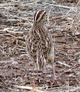 Bosque del Apache, NM - Dec. 20, 2011