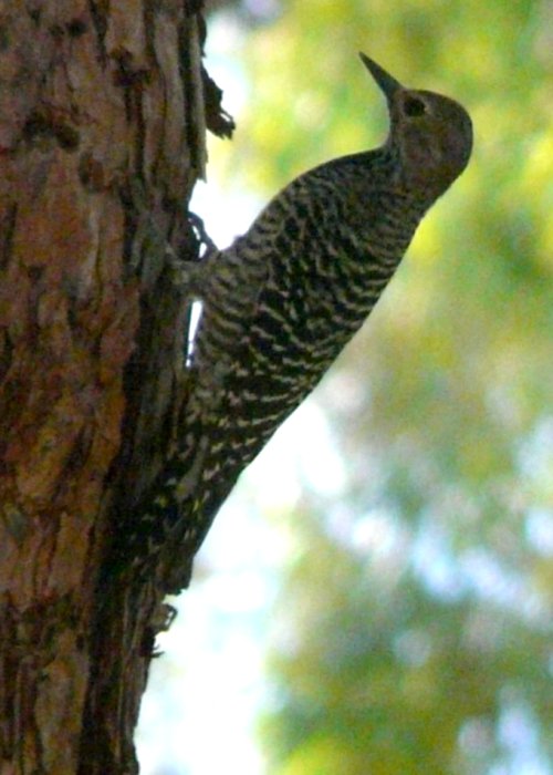 Boyce-Thompson Arboretum, Superior, AZ - Mar. 13, 2013 - female