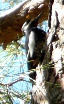 Boyce-Thompson Arboretum, Superior, AZ - Mar. 13, 2013 - male