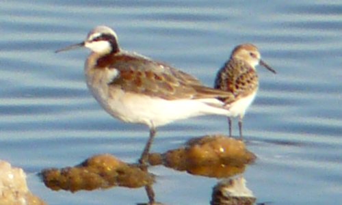 Obsidian Butte, Salton Sea, CA - Apr. 21, 2013 - female