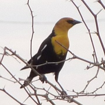 S of Coolidge, AZ - Feb. 3, 2013 - adult male