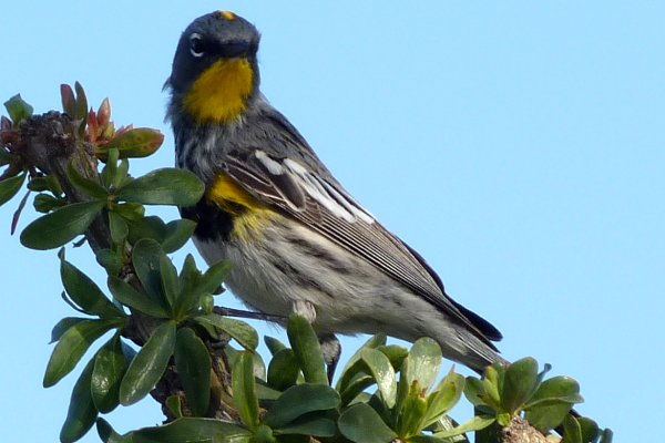 Casa Grande National Monument, Coolidge, AZ - Apr. 3, 2010 - Audubon's race
