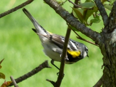 Britannia Conservation Area, Ottawa, ON - May 7, 2011 - spring male Myrtle race