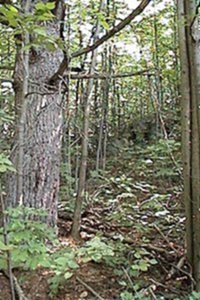 Woodland on Mountain Road Trail