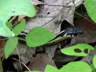 Garter Snake near Church Hill Picnic Area