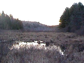 Marshy Opening along Ramsay Lake Road