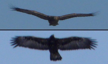 Golden Eagle over Steel Line and Wilson Roads