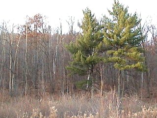 Mixed Woodland along Eastern Steel Line Road