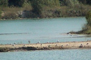 Loafing Gulls at the Chemin Vanier (Road) Quarry