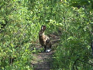 Wildlife on a Trail in Area