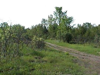 Dirt Track into Area