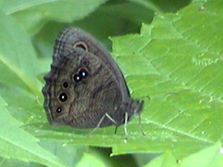 Common Wood-Nymph - Perry Road Alvar - July 10, 2005