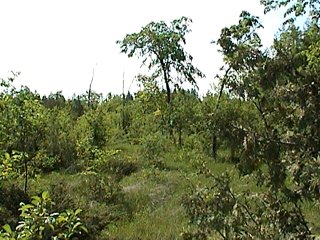 Overgrown Pasture along Chemin Pink
