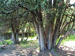 Old Cedar Clumps along Chemin Pink